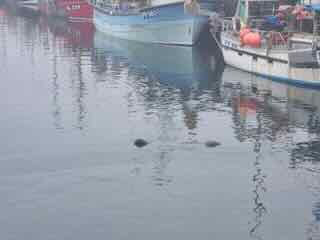 Fraserburgh, zeehond in de haven